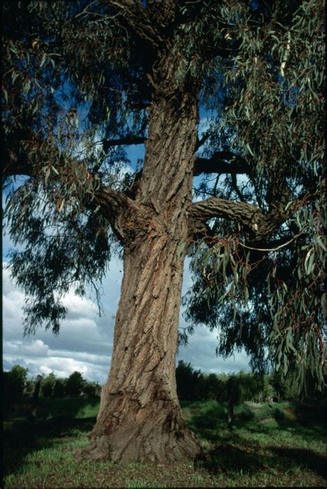 red iron bark forest